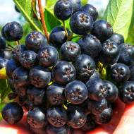 Саженец Арония (Рябина черноплодная) Галицианка в контейнере